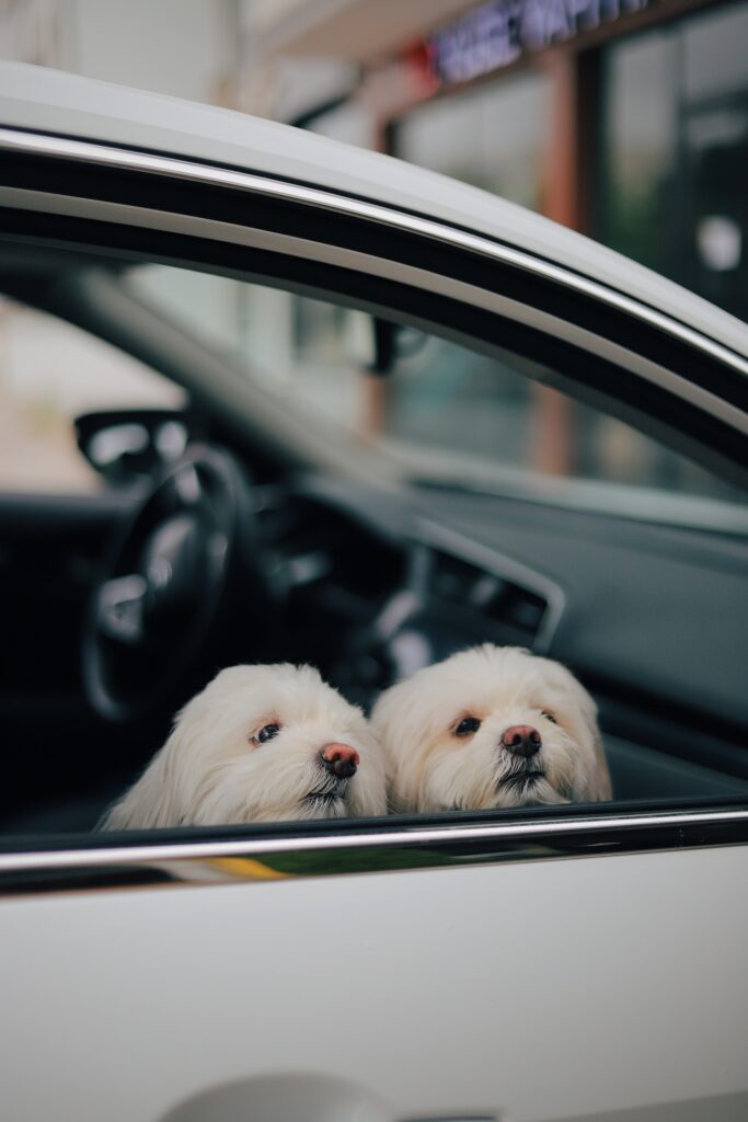 pets in the car
