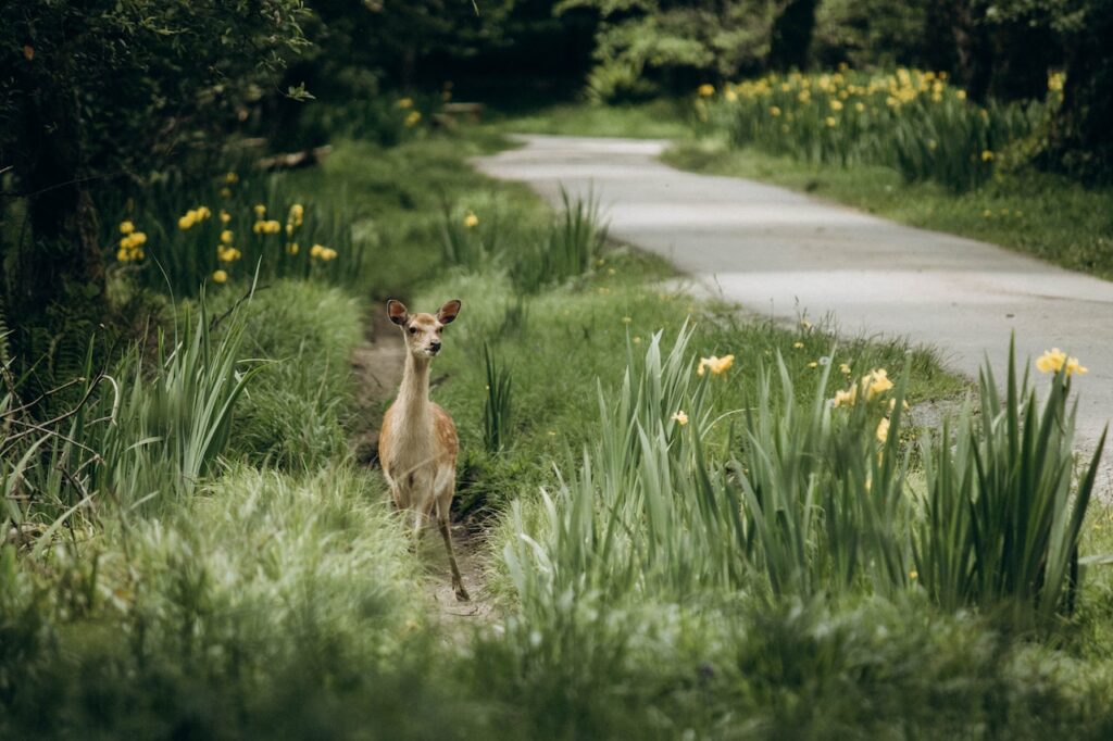 deer on the road